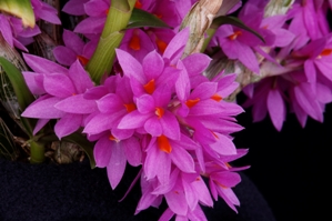 Dendrobium Hibiki Pink Elephants on Parade AM/AOS 84 pts.